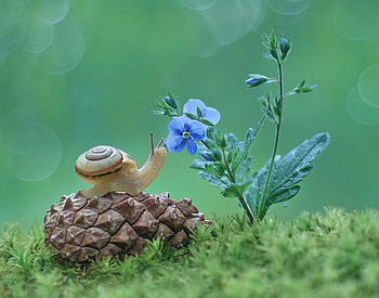 Snail, blue, bokeh, flower, green HD wallpaper