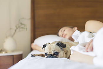 A relaxed woman and her pug dog resting comfortably on a bed, showcasing a cozy lifestyle moment. HD wallpaper