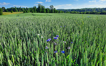 New Bread, cornflowers, Latvia, grain, field HD wallpaper