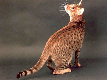 Looking, animal, kitten, cat, look HD wallpaper