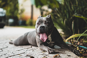 Animals, Dog, Muzzle, Protruding Tongue, Tongue Stuck Out, Pitbull, Pit Bull HD wallpaper