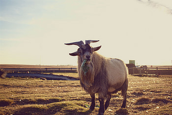 Animals, Food, Grass, Goat HD wallpaper