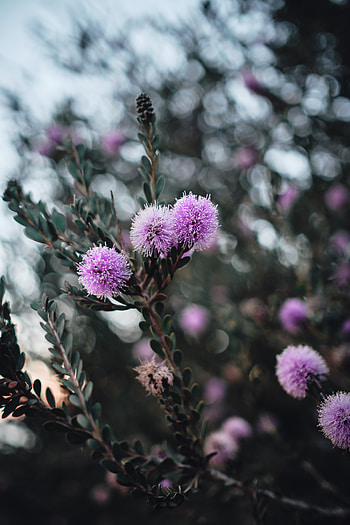 Flowers, Violet, Plant, Bloom, Flowering, Branch, Purple HD phone wallpaper