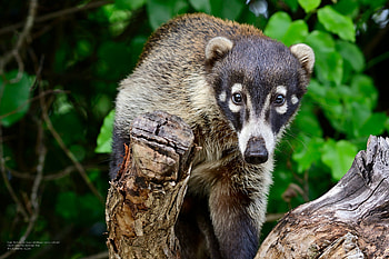 Cozumel island coati, Subspecies nasua narica, Inaturalist HD wallpaper