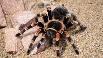 spider , High-resolution backgrounds, Stunning arachnids, material HD wallpaper