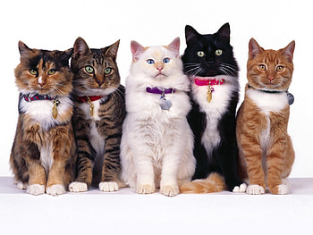 straight line, animal, cats, bell, colourful HD wallpaper