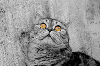 Animals, Cat, Striped, Color, Sight, Opinion HD wallpaper