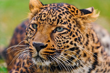 Animals, Leopard, Muzzle, Predator, Big Cat, Sight, Opinion HD wallpaper