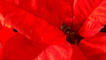 Poinsettia, Festive blooms, Christmas flowers, Holiday joy HD wallpaper