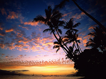 Landscape, Sunset, Sea, Palms HD wallpaper