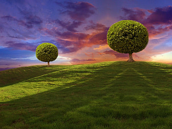 ADAM & EVE, clouds, trees, grass HD wallpaper
