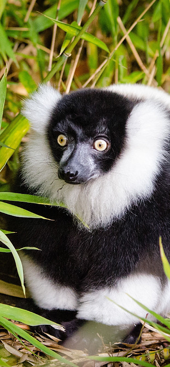 Lemur , Stylish lemurs, Modern aesthetic, Sleek display HD phone wallpaper