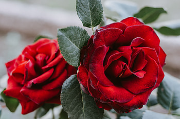 Flowers, Flower, Rose Flower, Rose, Close-Up HD wallpaper