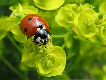Plant, Macro, Form, Ladybug, Ladybird, Crawl HD wallpaper