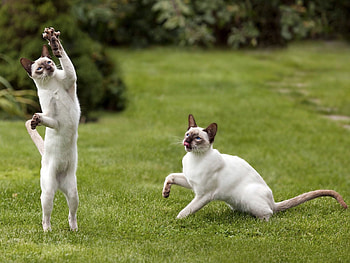Animals, Cat, Couple, Pair, Play, Polyana, Glade HD wallpaper