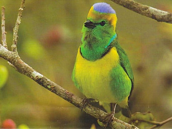 Beautiful Bird, cute, beautiful, bird HD wallpaper