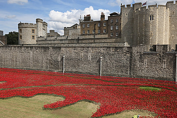 Tower of London, Poppy display, World War I, Tower's tribute HD wallpaper