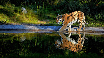 Tiger Walking On The Pond Way, tiger, animals, reflection HD wallpaper