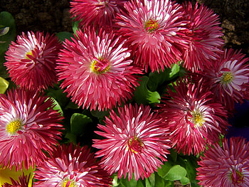 Flowers, Close-Up, Bouquet, Buds, Asters HD wallpaper