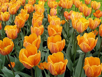 Tulip field, tulip, field, petal, yellow HD wallpaper