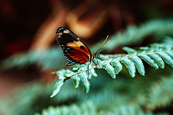 Leaves, Plant, Macro, Fern, Butterfly HD wallpaper