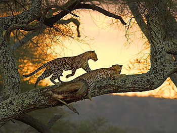 Leopards on Tree, cool HD wallpaper