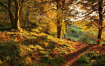 Sunny autumn day in forest, foliage, park, golden, colorful, morning, path, fall, beautiful, branches, autumn, forest, sun, leves HD wallpaper