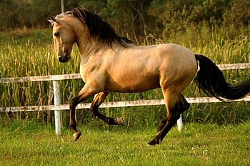Light Bay Lusitan 1, horses, lusitan, lusitano, portuguese, bay HD wallpaper