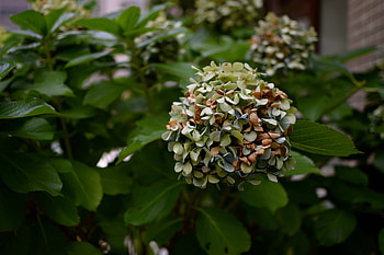 Nature, Flowers, Bush, Branch HD wallpaper