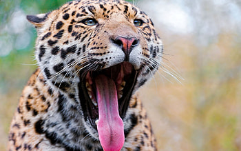 Animals, Jaguar, Grin, Muzzle, Predator, Big Cat, Stains, Spots HD wallpaper