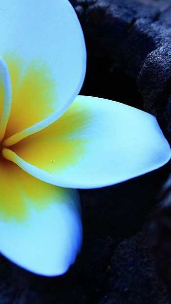 Plumeria flowers, Stunning beauty, Exquisite ry, High-quality HD phone wallpaper