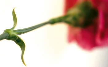 Grass, Flower, Macro, Blur, Smooth, Stem, Stalk HD wallpaper