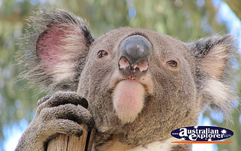 Koala In A Tree Australia, Koala, Australia, Tree, In, A HD wallpaper