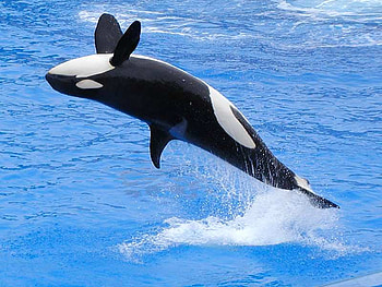 A whales, sea, fishs, animals, whales, water HD wallpaper