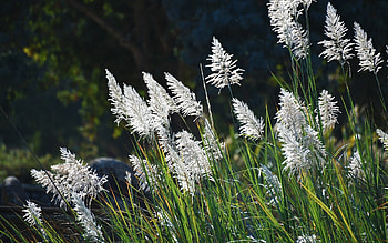 Pampas Grass, , nature, bent-grass, Israel HD wallpaper