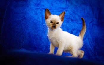 Animals, Kitty, Kitten, Nice, Sweetheart, Kid, Tot, Siamese HD wallpaper