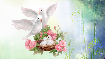 Hope & Peace, pigeons, birds, babies, soft, doves, spring, nest, summer, blossoms, love, hope, flowers, peace HD wallpaper