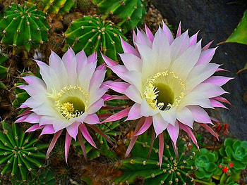 White Flowers, white, beautiful, flowers HD wallpaper