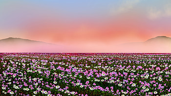 Flowers Field, flowers, field, nature, artist HD wallpaper