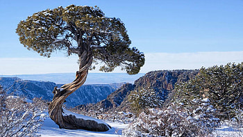 Lone juniper in Black Canyon of the Gunnison National Park, Colorado, snow, landscape, sky, rocks, mountains, tree, usa HD wallpaper