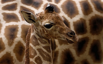 Animals, Muzzle, Spotty, Spotted, Giraffe HD wallpaper