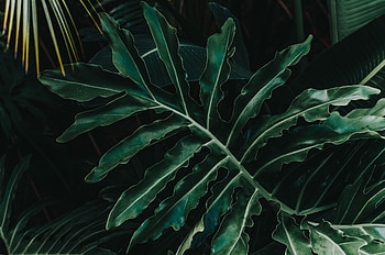 Nature, Plant, Sheet, Leaf, Carved HD wallpaper