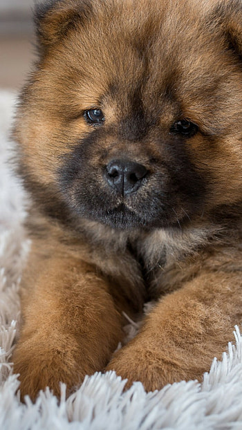 Chow Chow, Puppies HD phone wallpaper
