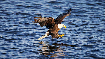 fishing bald eagle, wings, eagle, fishing, lake, talons HD wallpaper