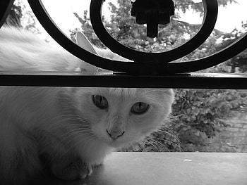 Animals, Cats HD wallpaper