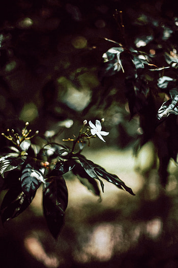 Flowers, Flower, Plant, Bloom, Flowering, Branch HD phone wallpaper