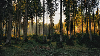 Pine Tree HD wallpaper
