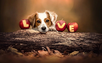 Dog, cute, animal, love HD wallpaper