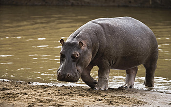 Hippopotamus , High-quality , Stunning background, Wildlife beauty HD wallpaper