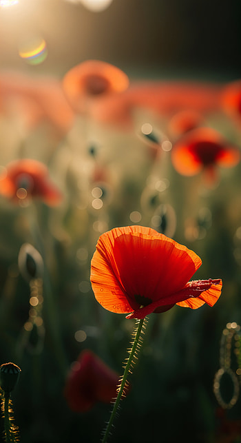 Sunlit Poppy — Vertical , poppy, flower HD phone wallpaper